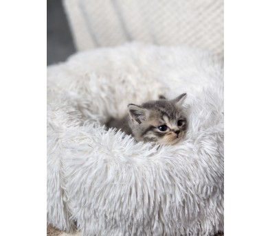 브리티쉬숏헤어 분양합니다